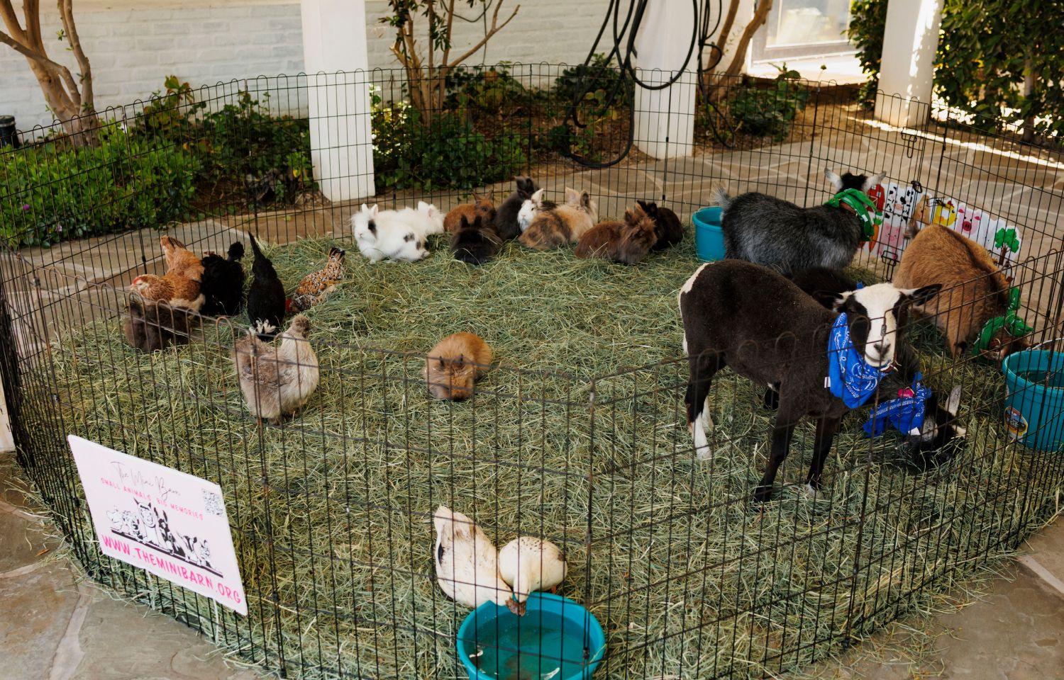 A petting pen of rabbits, chickens, ducks and young goats on fresh hay